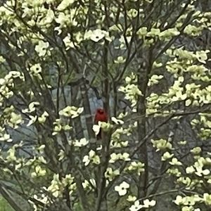 Meet your Posher, Hope